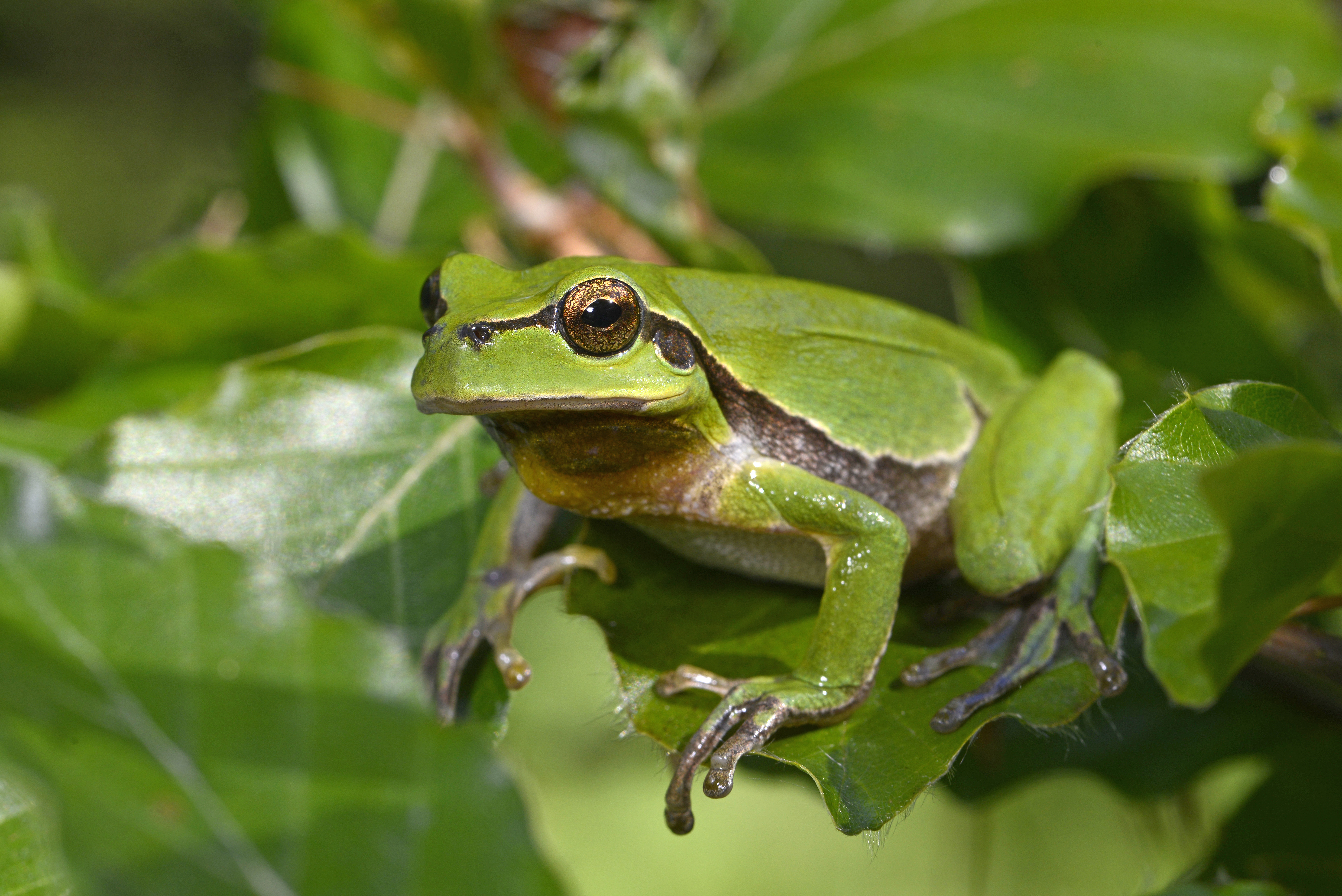 Laubfrosch (Symbolbild)