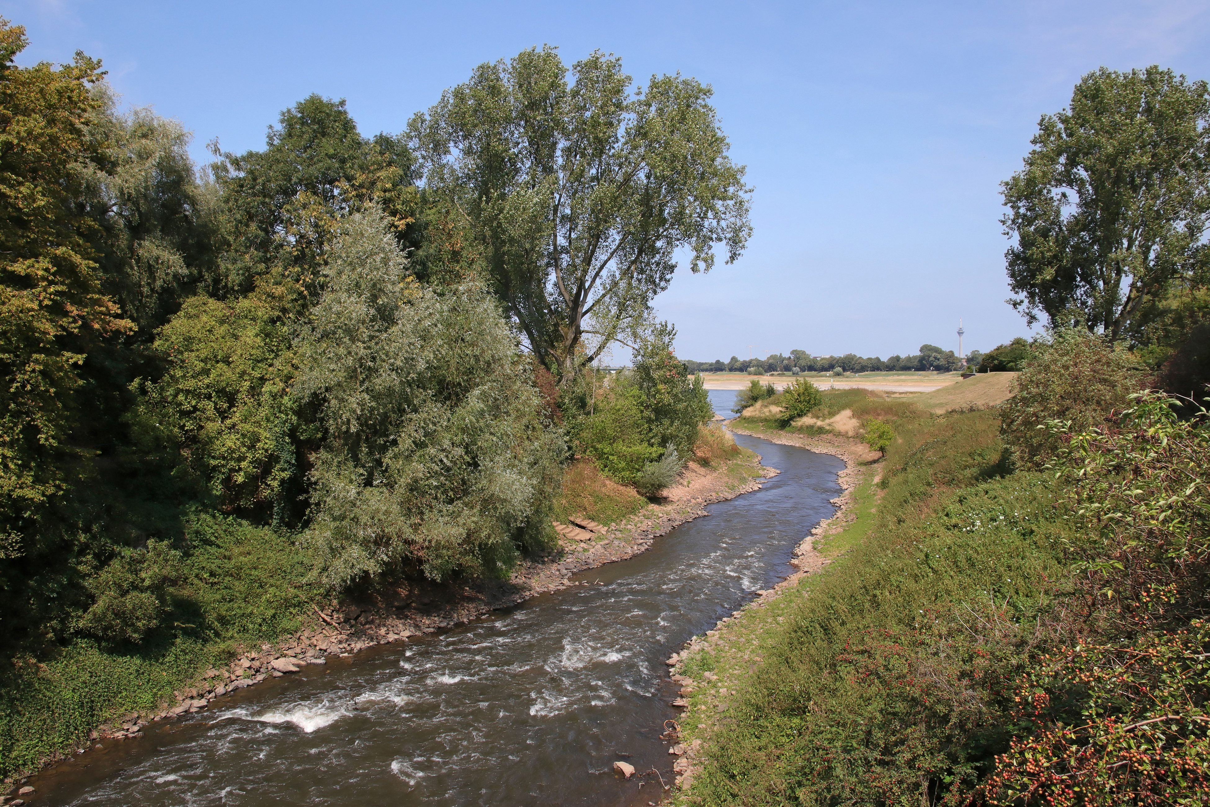 Die Erft trifft auf Rhein