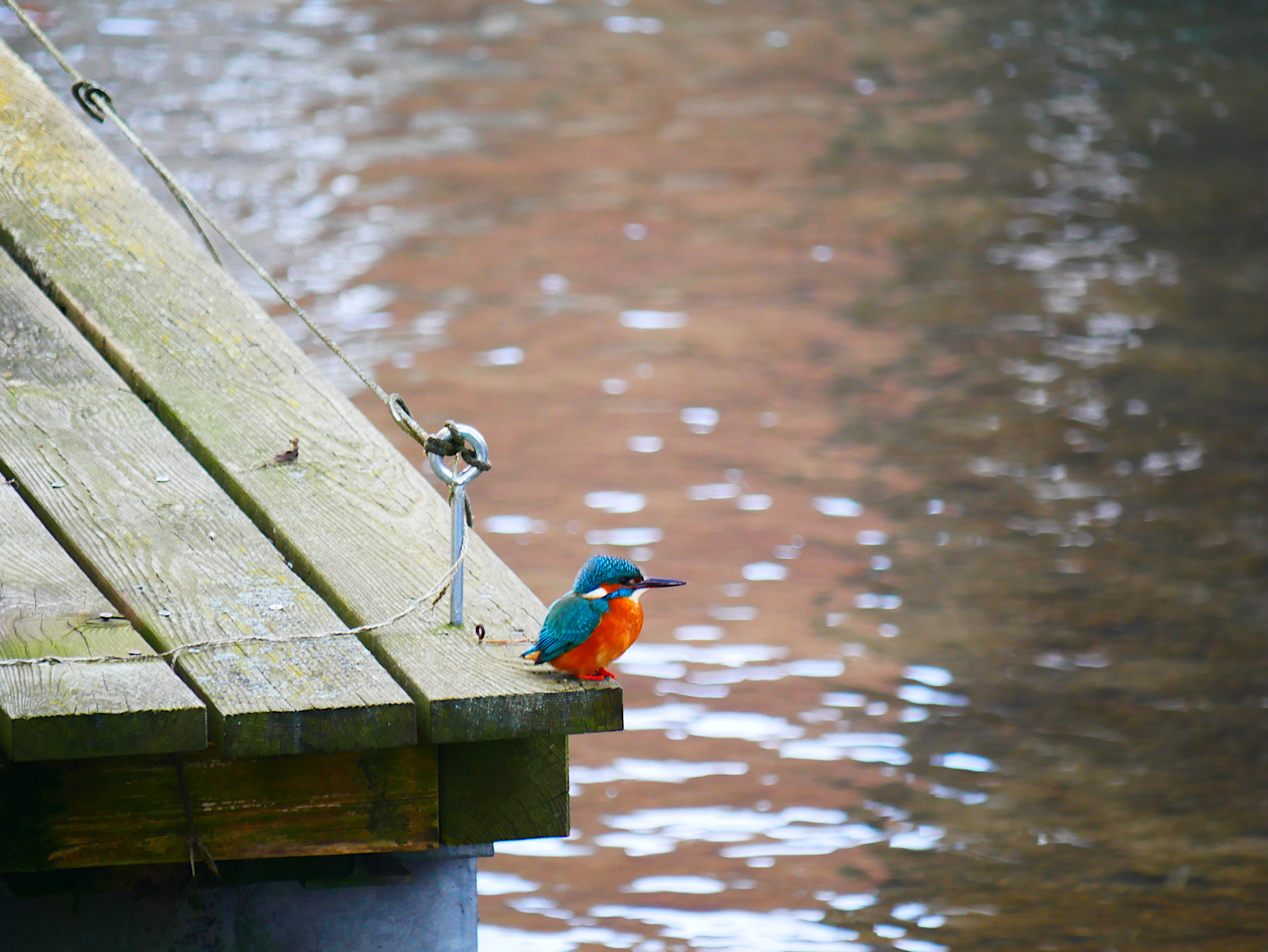 Eisvogel / Alcedo atthis (Symbolbild)