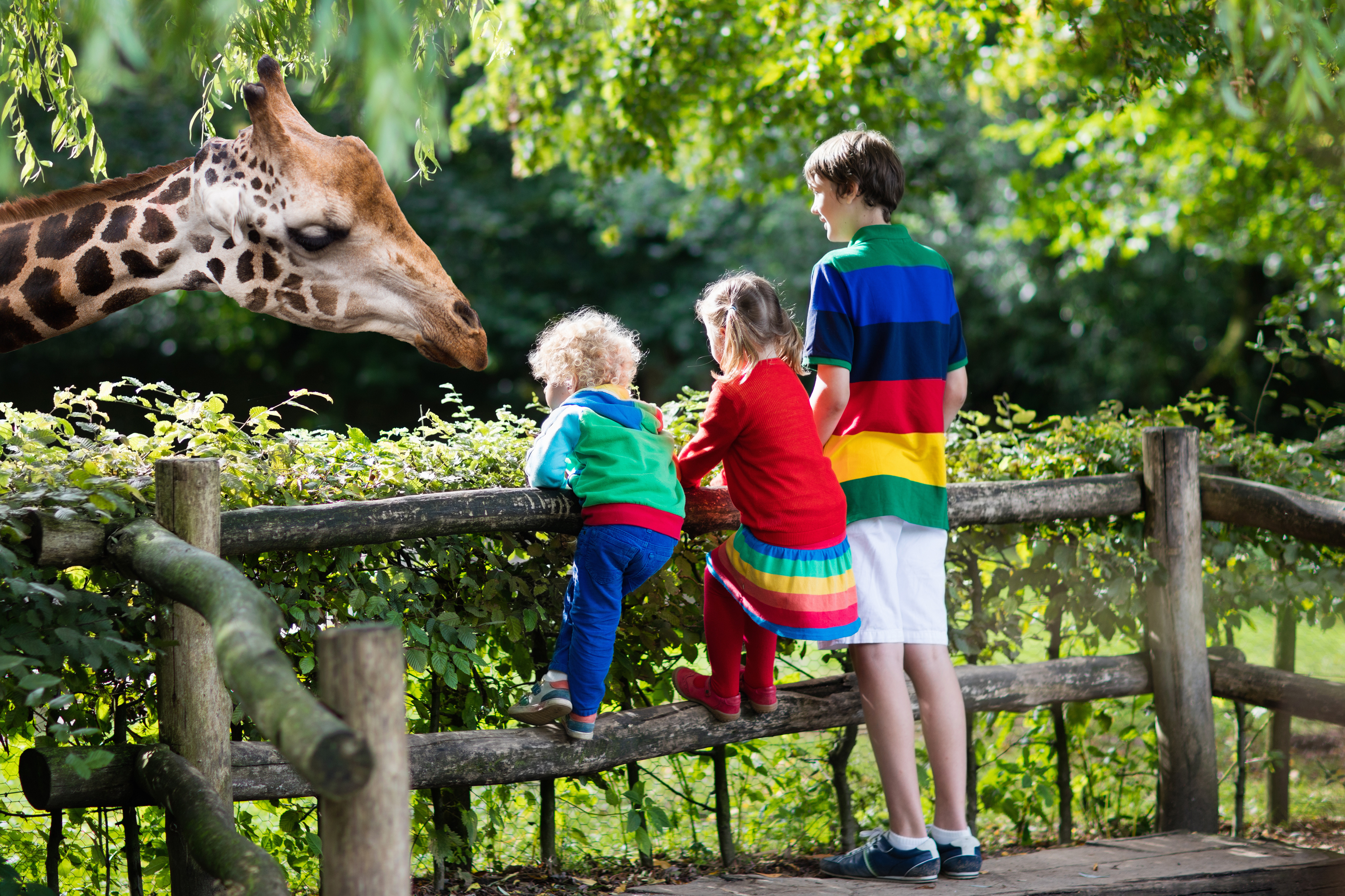 Kinder im Zoo beobachten eine Giraffe im Gehege