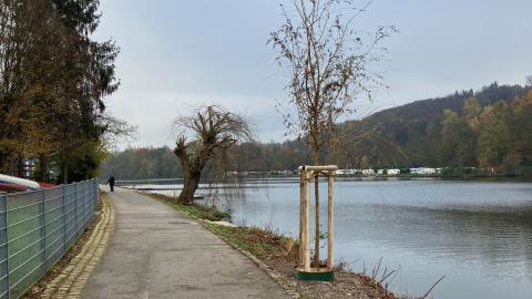 Ersatzpflanzung für Trauerweide in Essen-Kettwig