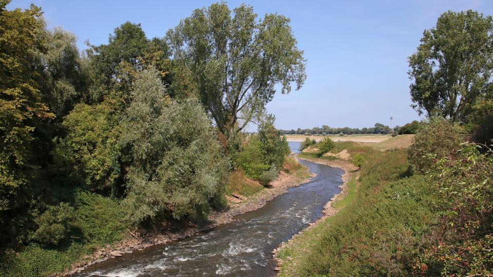 Die Erft trifft auf Rhein