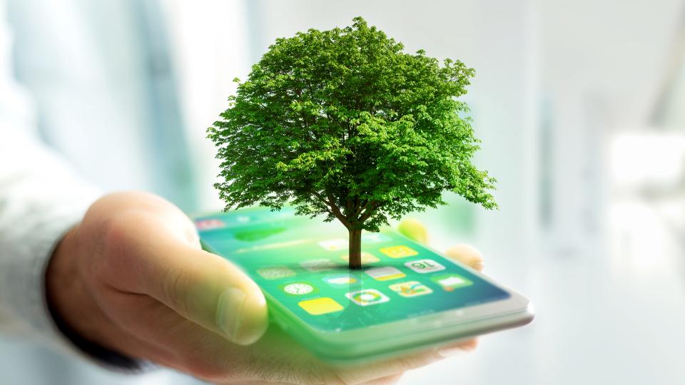Grüner Baum auf Smartphone