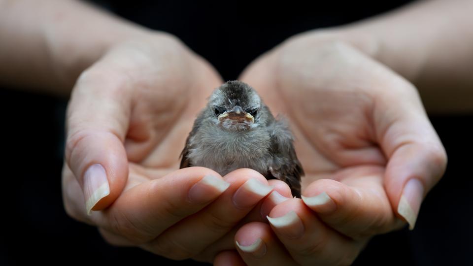Vogel in Händen (Symbolbild)