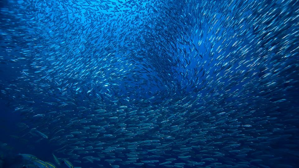 Großer Fischschwarm (Symbolbild)