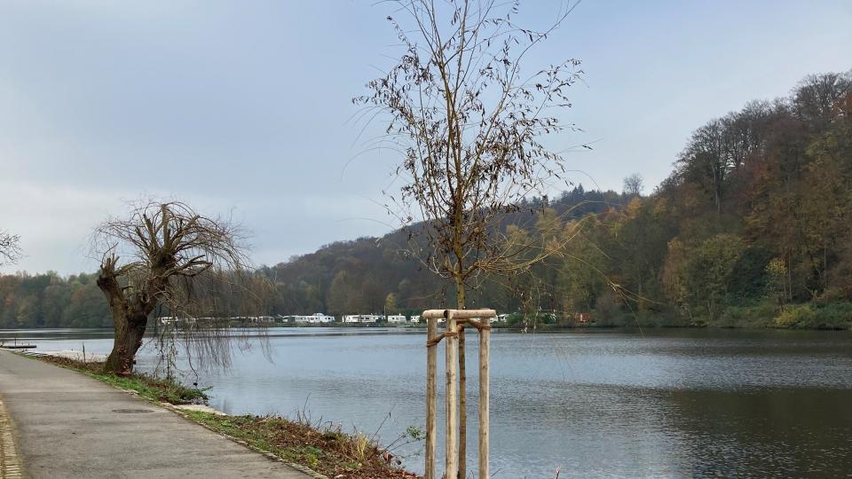 Nachpflanzung Trauerweide