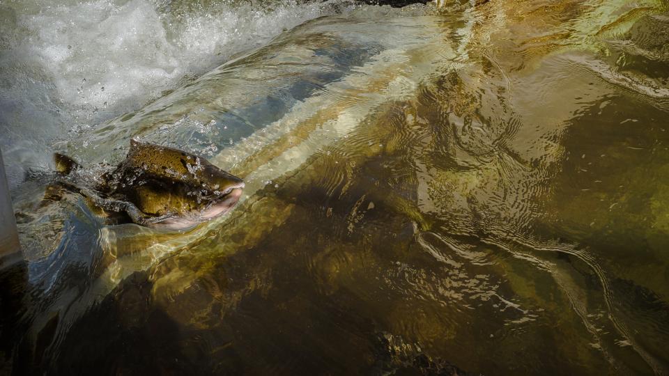 Aufsteigender Fisch (Symbolbild)