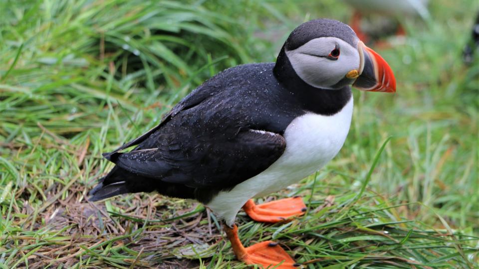 Puffin