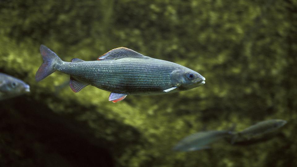 Äsche (Thymallus thymallus)