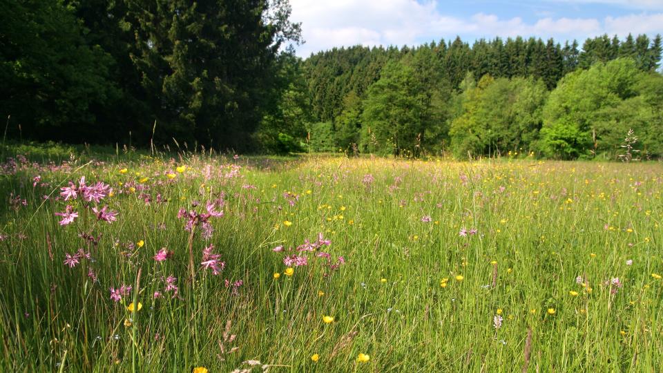 Wildblumenwiese