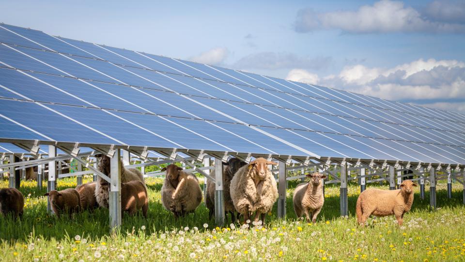 Schafherde bei Solarpanels