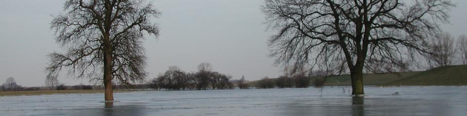 zwei Bäume im zugefrorenen und überschwemmten Gebiet