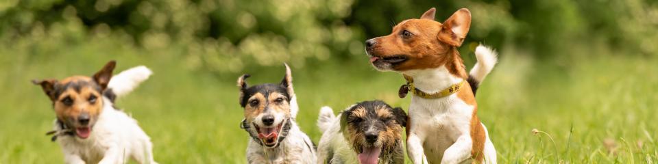 Jack Russel Terrier