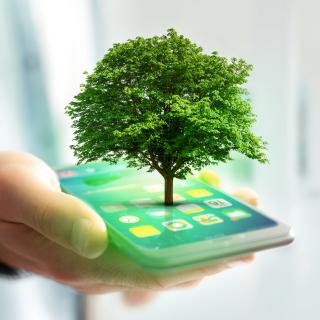 Grüner Baum auf Smartphone