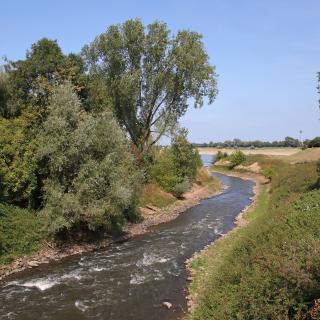 Die Erft trifft auf Rhein