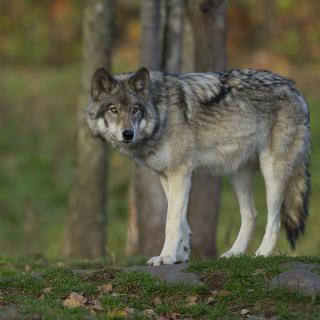 Ein einziger Timberwolf oder Grey Wolf (Canis Lupus) auf einem Felsen blickt zurück auf einen Herbsttag