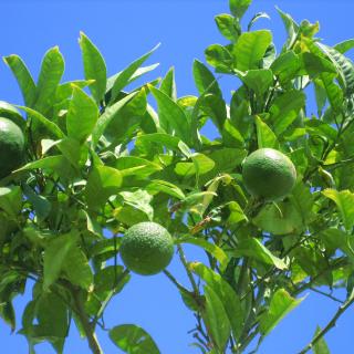 Mediteraner Limonenbaum