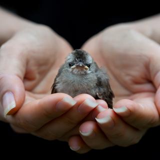 Vogel in Händen (Symbolbild)