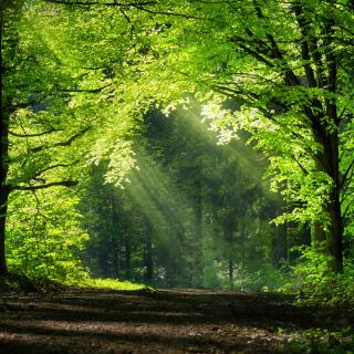 Wald mit Sonnenschein (Symbolbild)