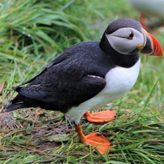 Puffin