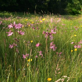 Wildblumenwiese