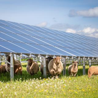 Schafherde bei Solarpanels